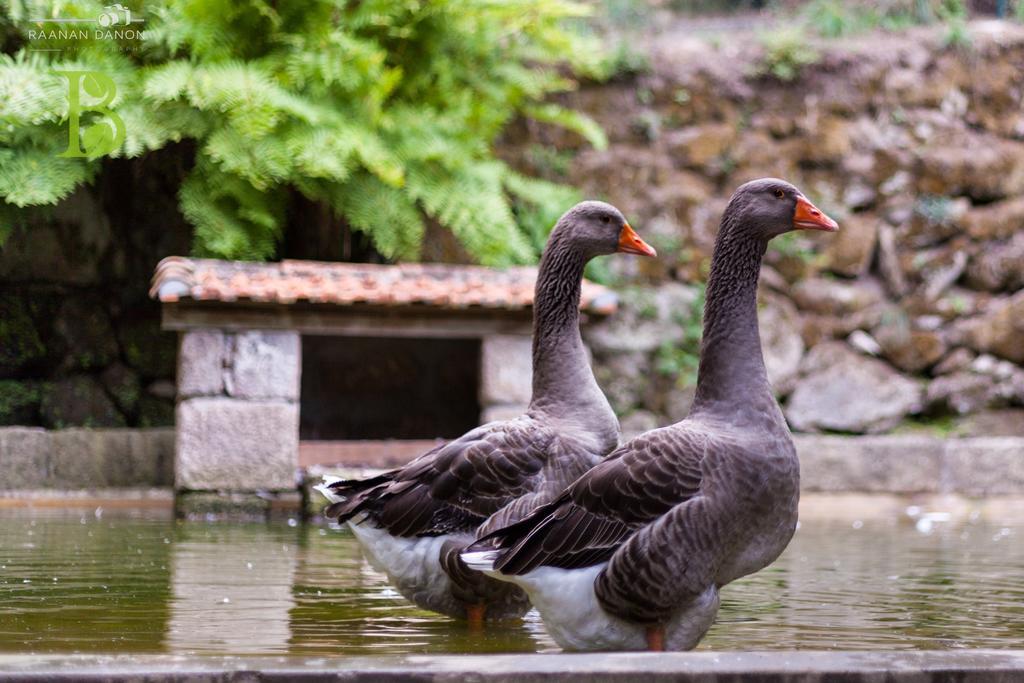 Quinta Da Bouca - Agroturismo Pacos de Gaiolo Ruang foto